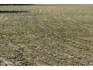 Property photo 27 - FARM & LAND AUCTION - 125+/- ACRES OFFERED IN 5 TRACTS IN EAST ALLEN COUNTY, INDIANA
